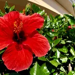 Casa Dolce Hibiscus