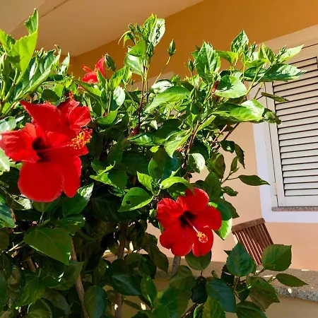 Casa Dolce Hibiscus Daire
