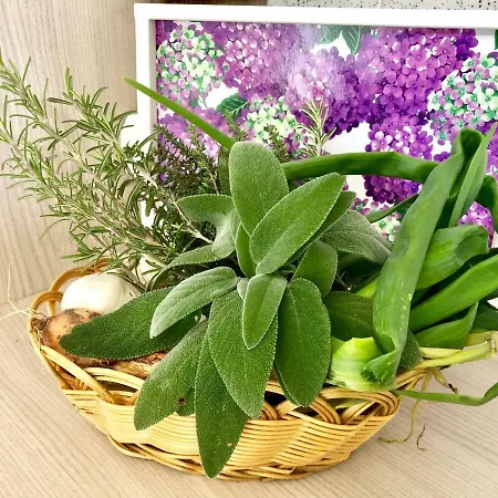 Casa Dolce Hibiscus *