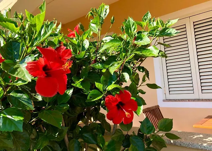 Casa Dolce Hibiscus Appartamento